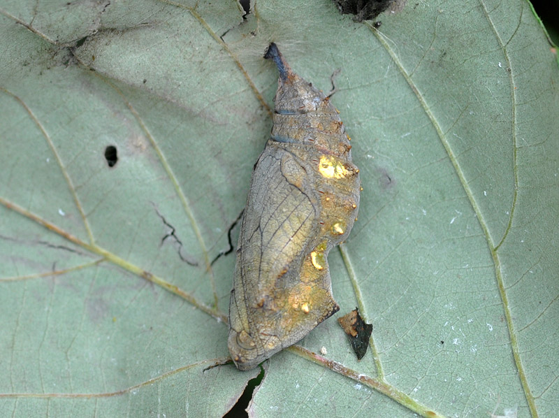 Pupa di Vanessa atalanta